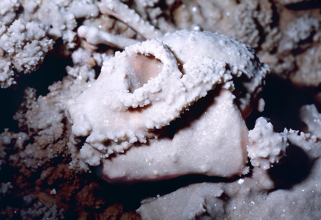 Cave crystal fossil skull extinct lemur