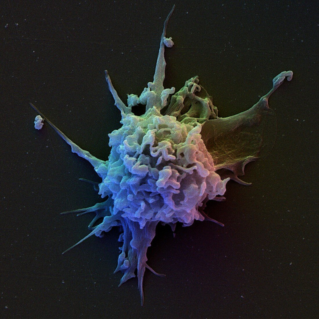 T lymphocyte,SEM