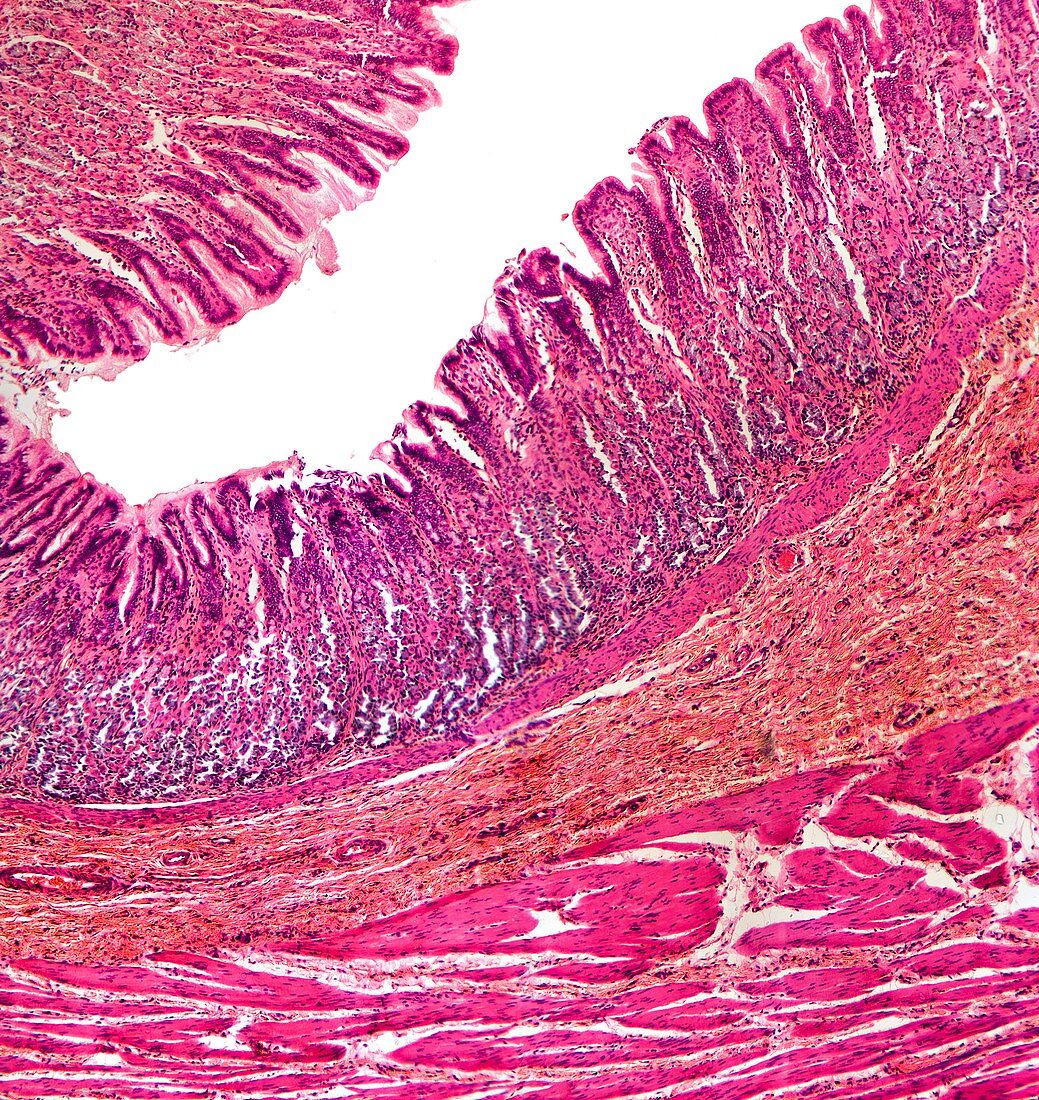Stomach wall,light micrograph