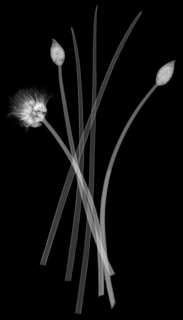 Chives,X-ray