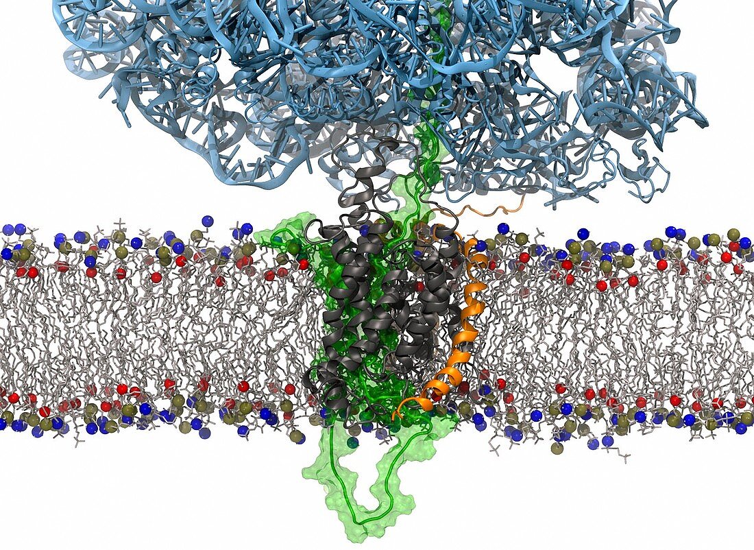 Membrane protein synthesis modelling