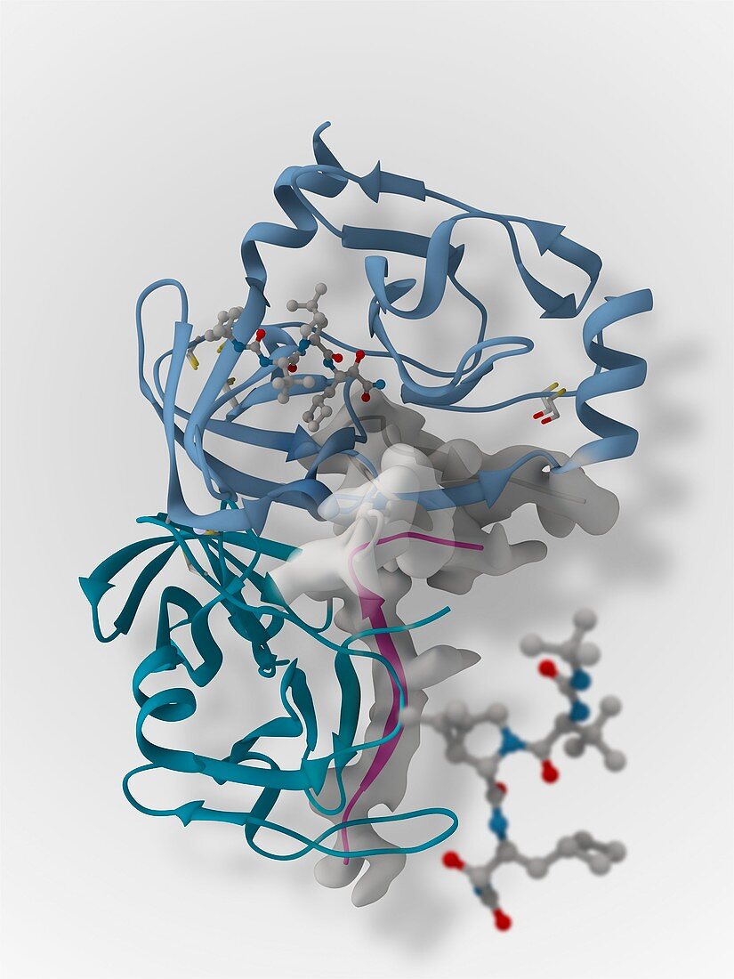 Hepatitis C viral protease molecule