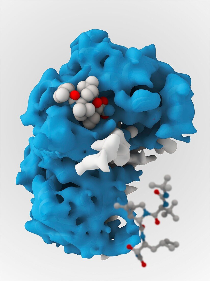 Hepatitis C viral protease molecule
