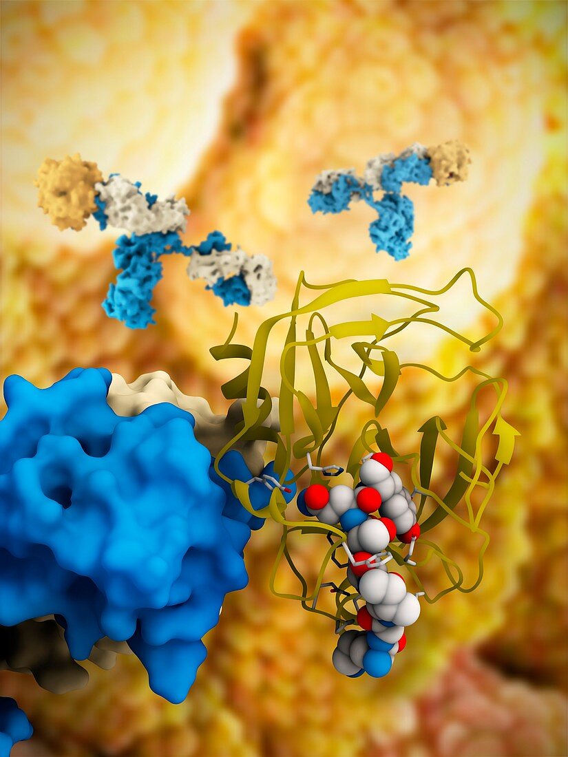 Prostate-specific antigen complex