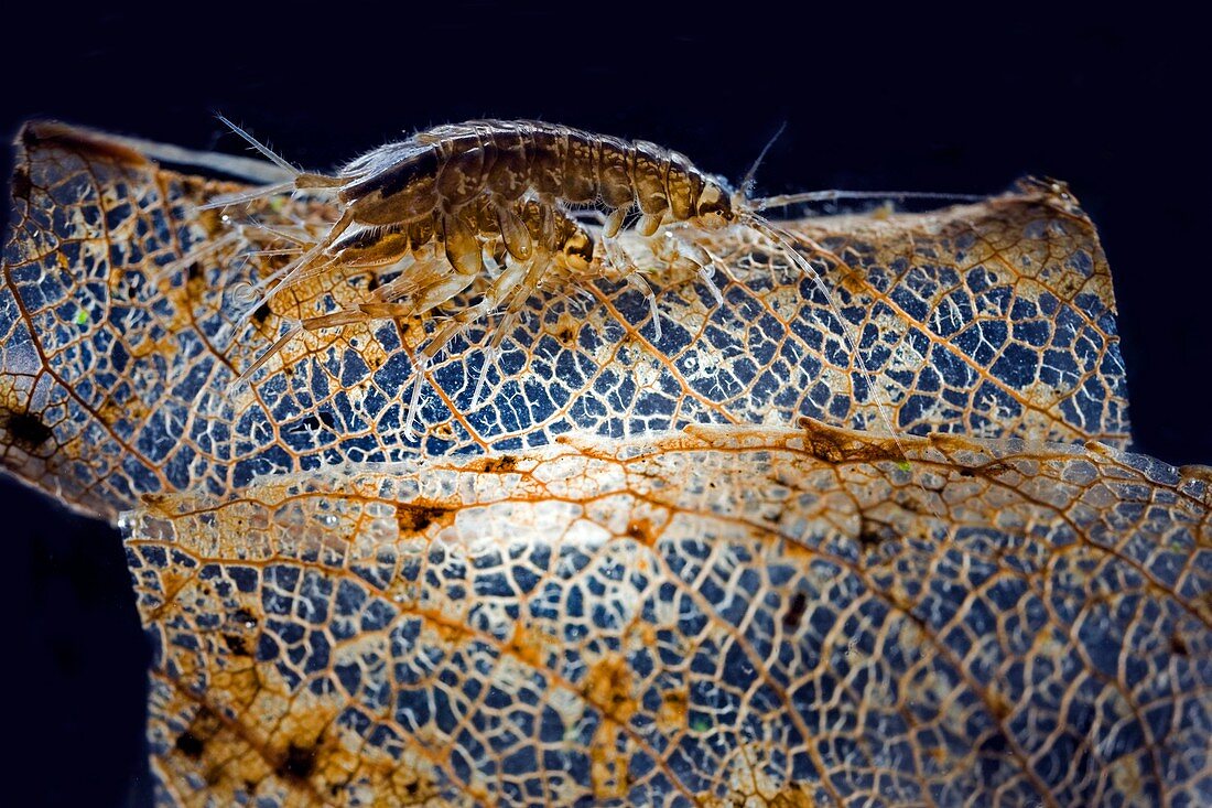 Water lice mating,light micrograph