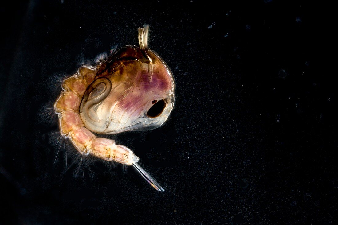 Mosquito pupa,macrophotograph