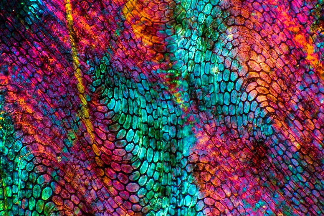 Eel skin,light micrograph