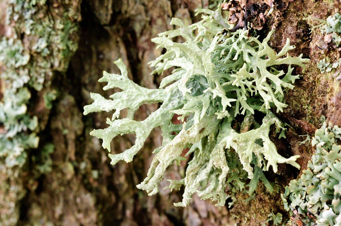 Lichen (Hypogymnia physodes)