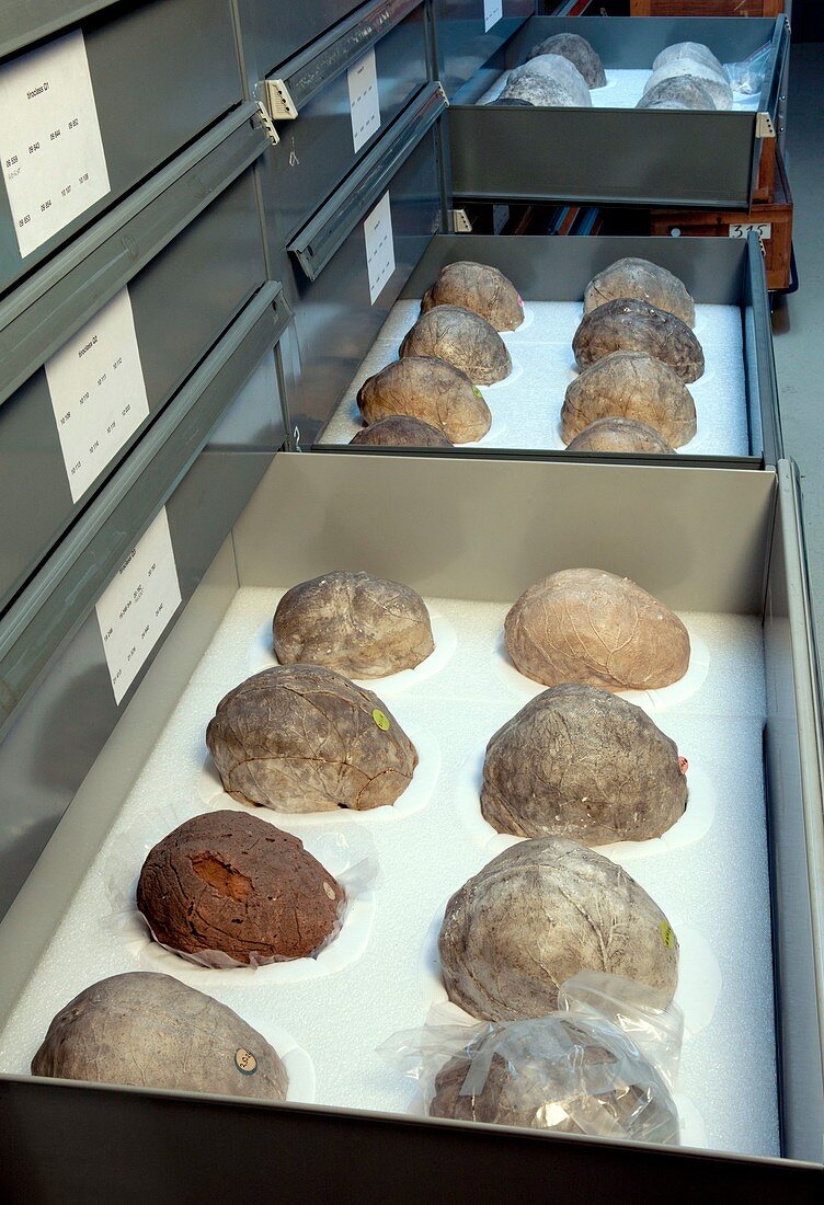Fossil skull endocast collection
