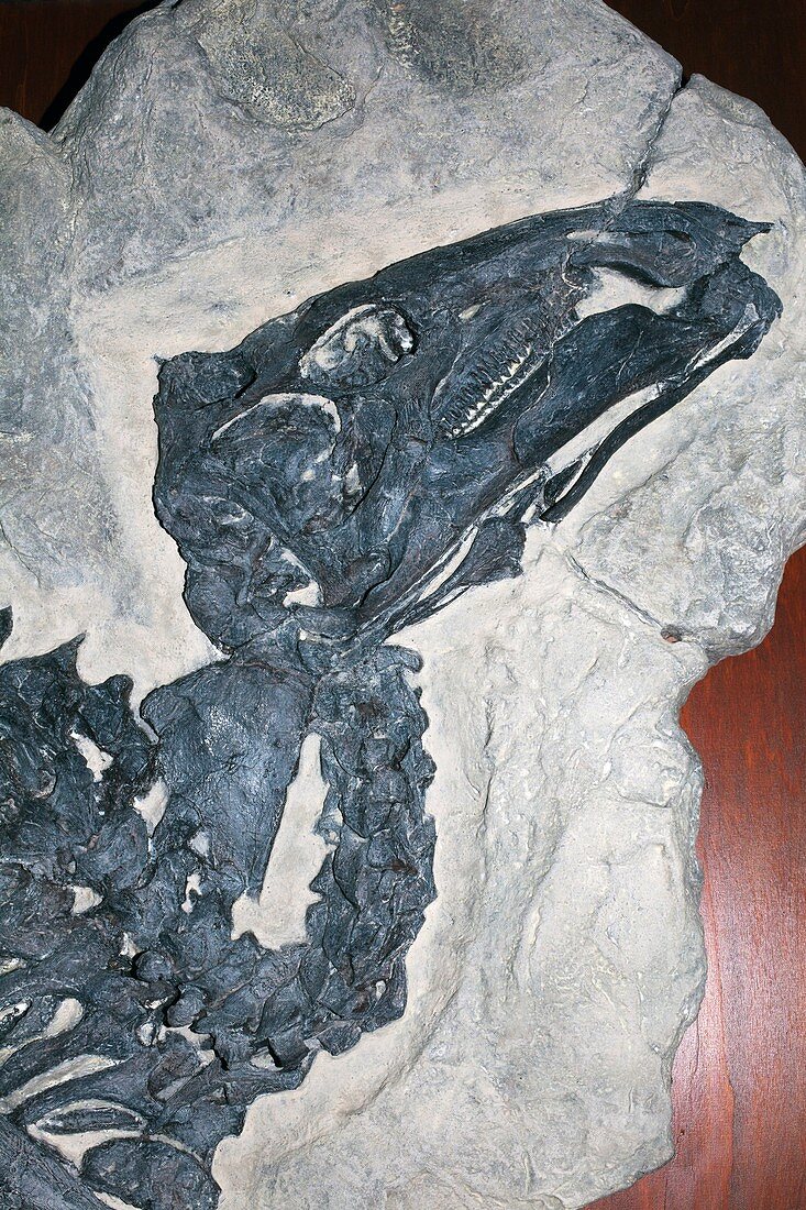 Tethyshadros dinosaur fossil