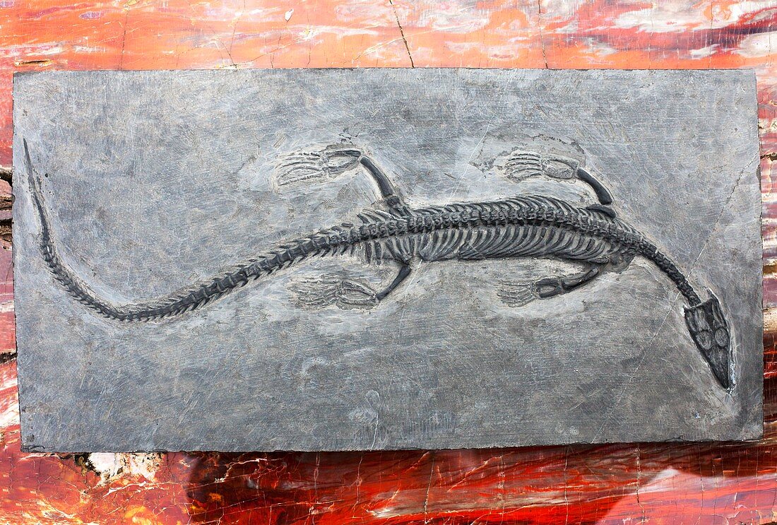 Nothosaur marine reptile fossil