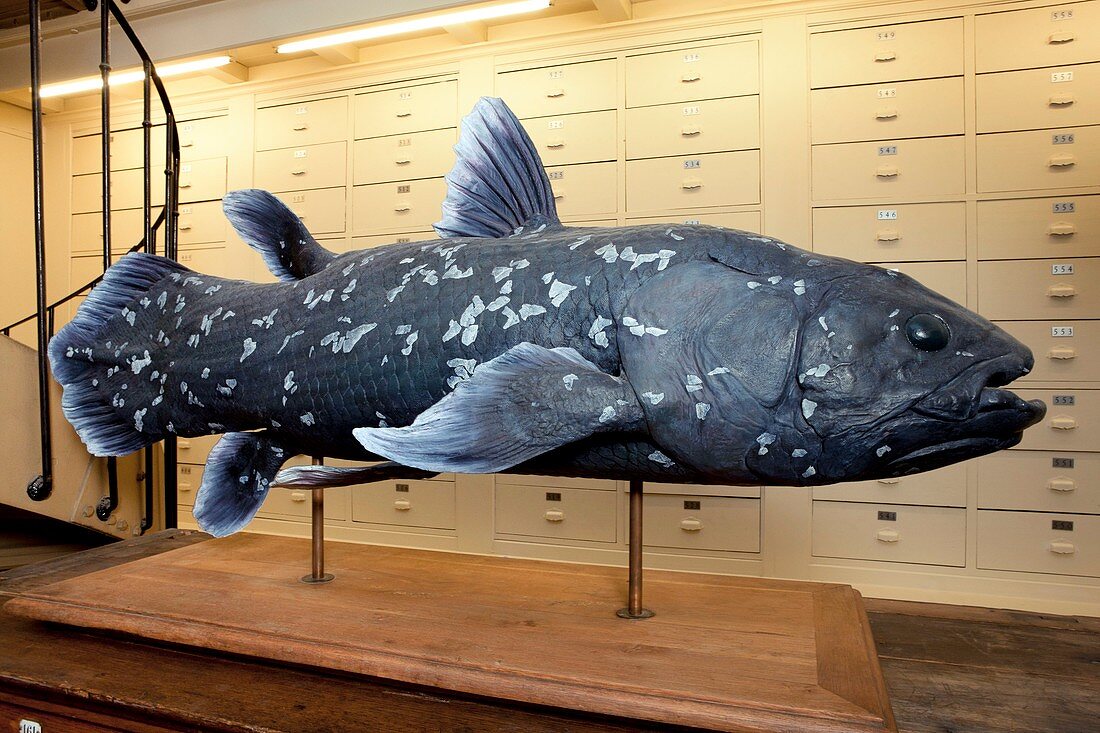 Coelacanth model