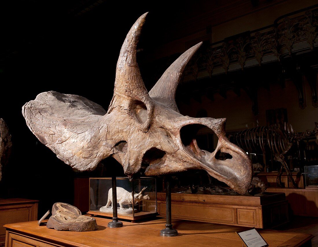 Triceratops fossil skull,museum display