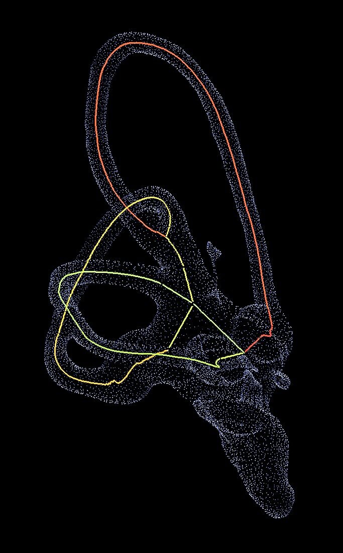Penguin inner ear,computer model