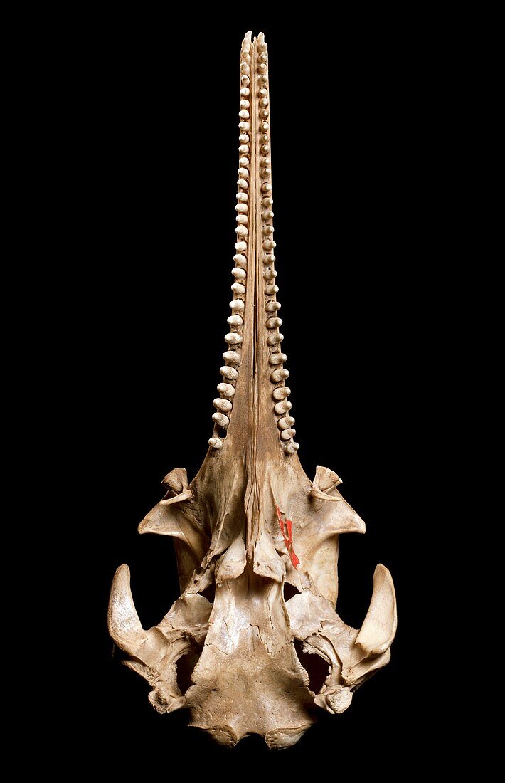 Dolphin skull,ventral view