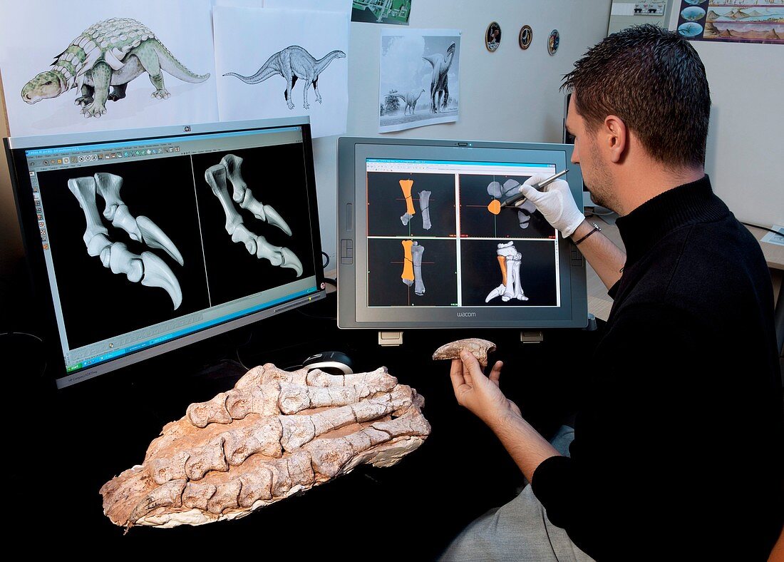 Dinosaur research,3D imaging