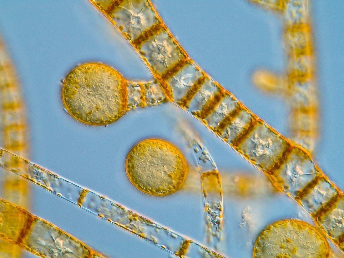 Brown alga,light micrograph