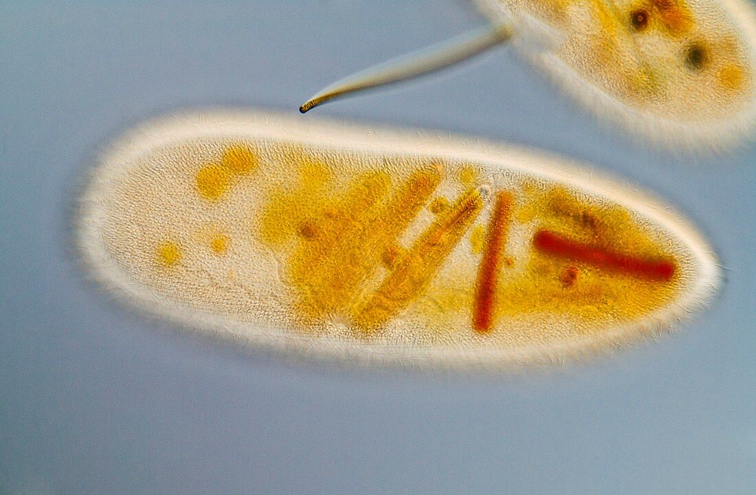 Frontonia protist,light micrograph