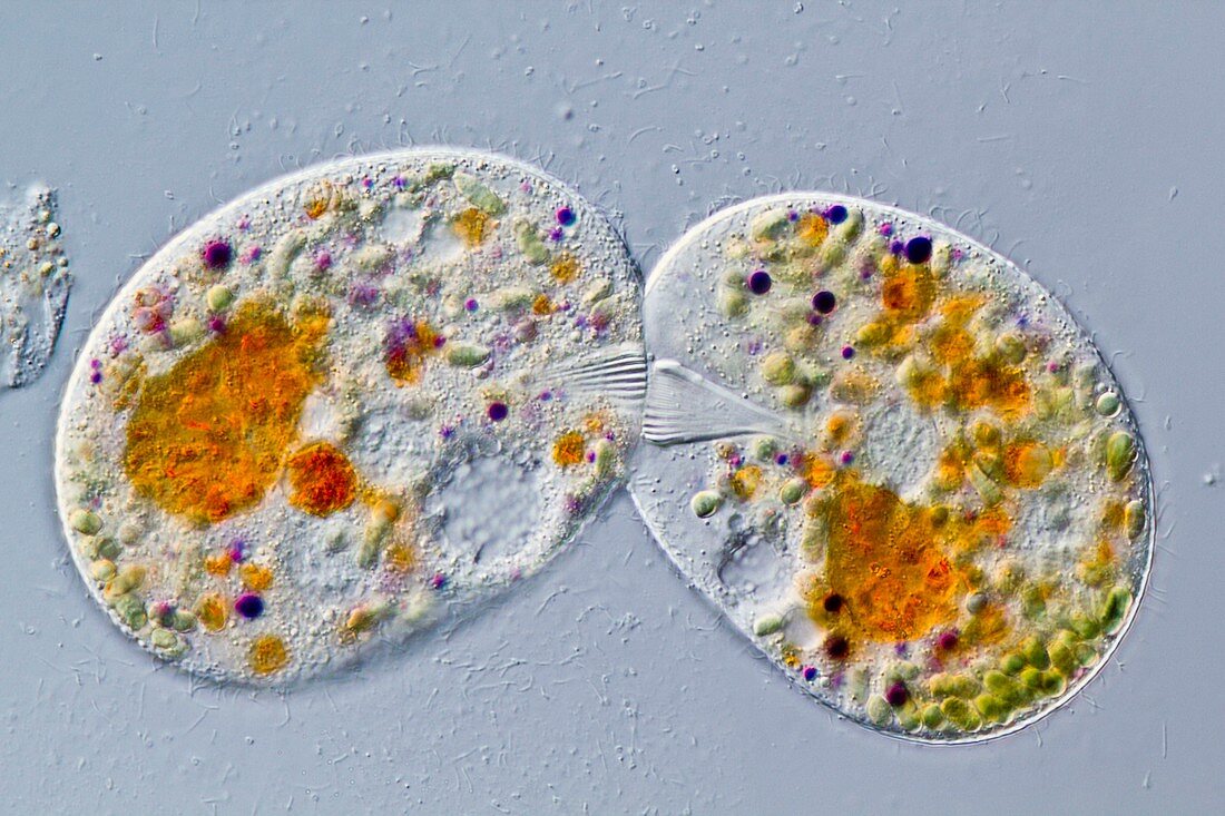 Nassula protozoa conjugating,micrograph