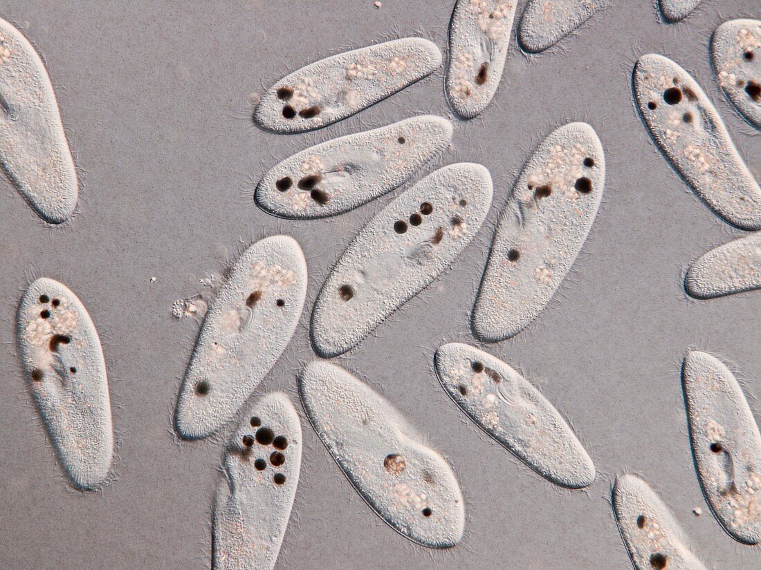 Paramecium protozoa,light micrograph