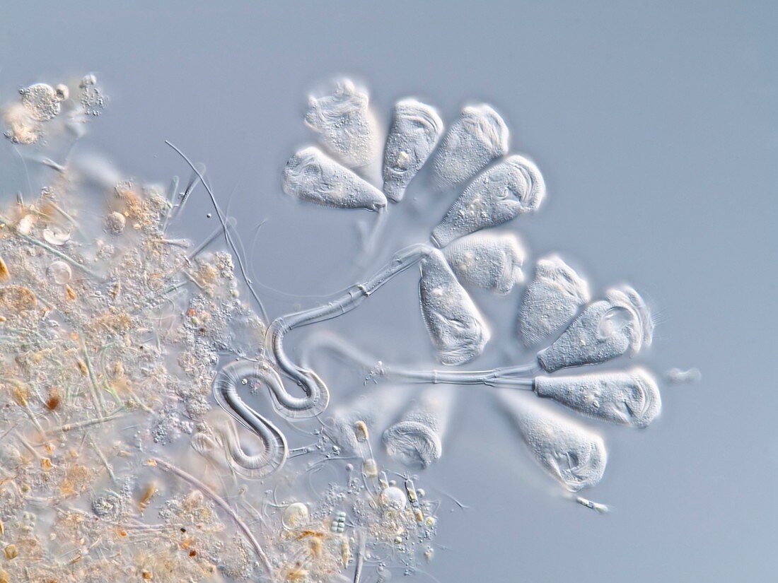 Peritrich protozoa,light micrograph