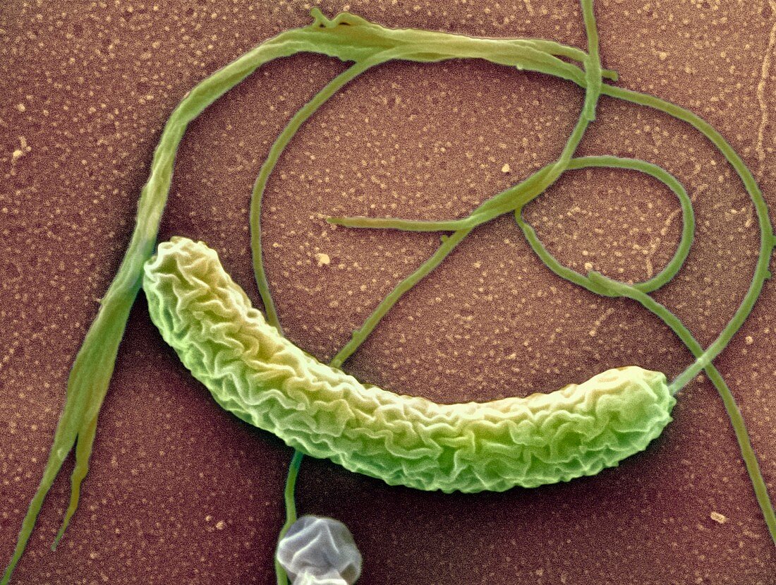 Cholera bacterium,SEM