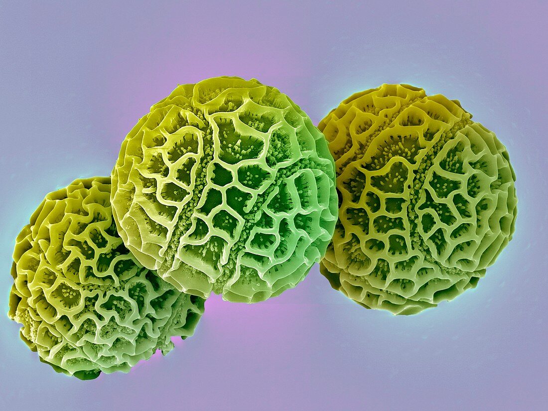 Passion flower pollen,SEM