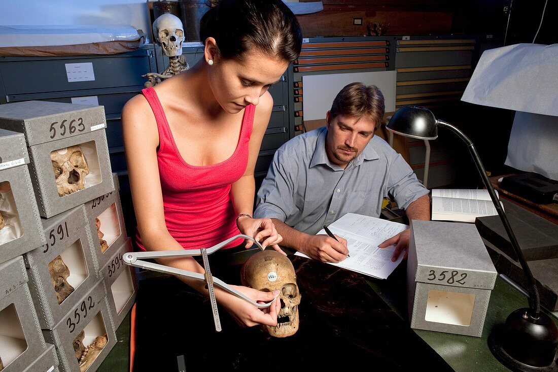 Human skull research