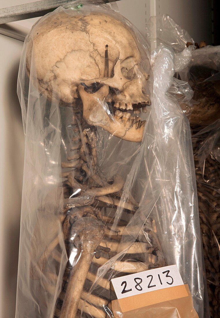 Museum human skeleton specimen