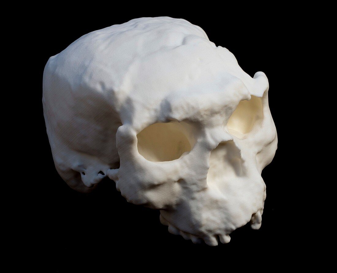 Yunxian Man fossil skull cast