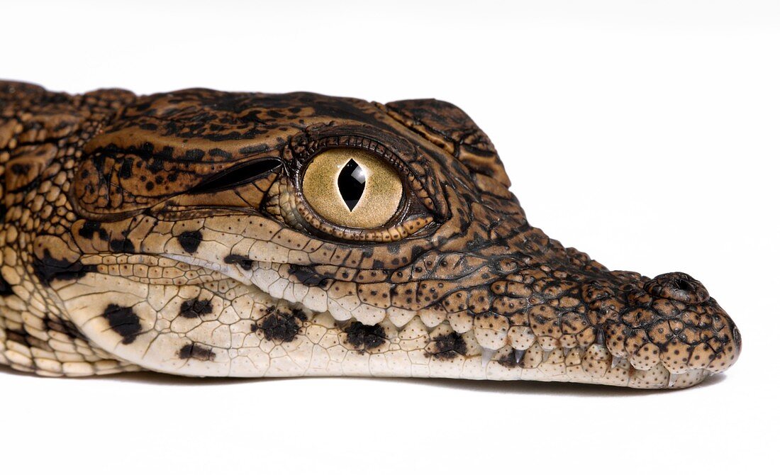 Head of a young Nile crocodile