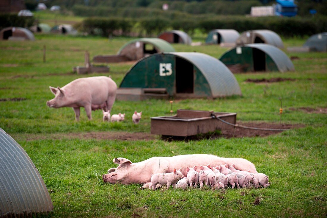 Pig farming