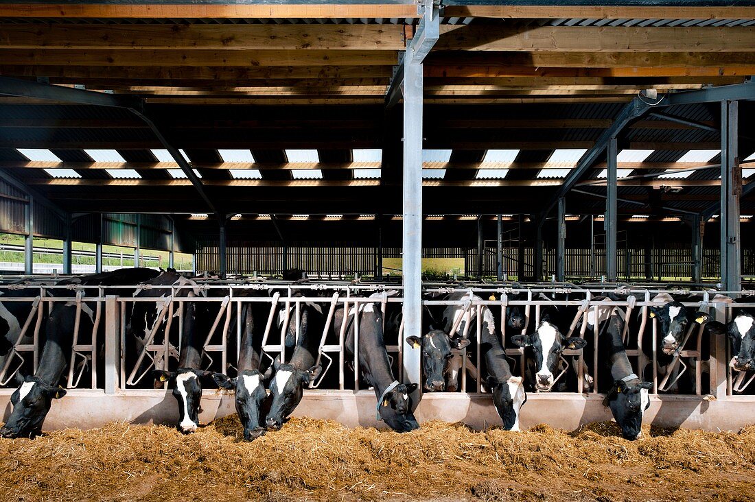 Dairy cattle farming