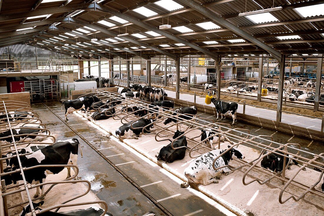 Dairy cattle farming