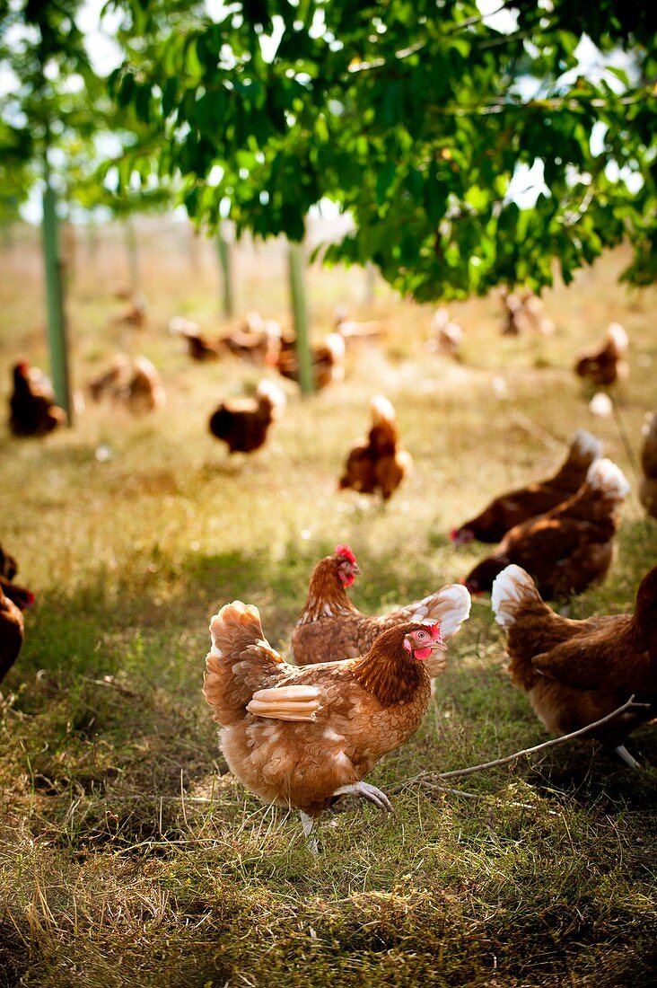 Chicken farming