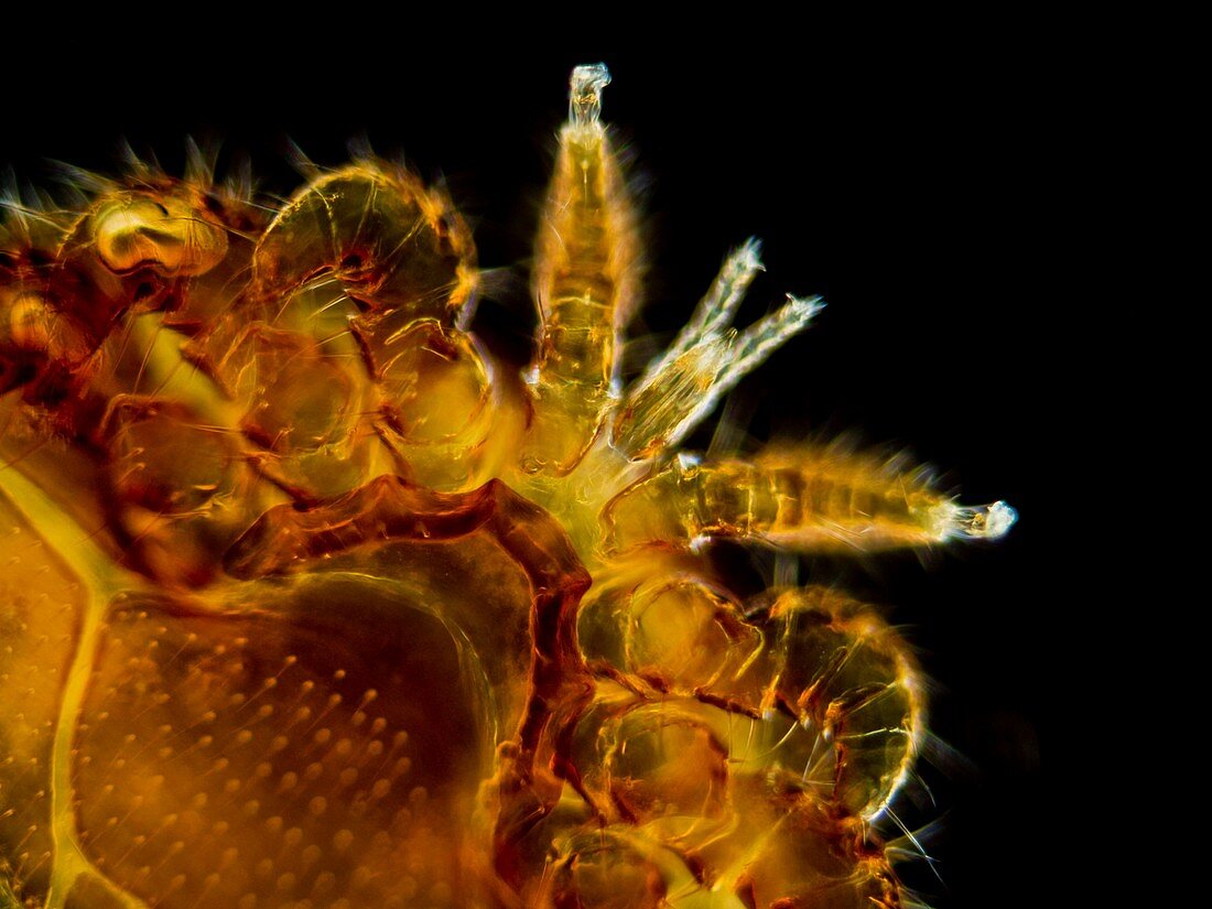 Honey bee mite,light micrograph