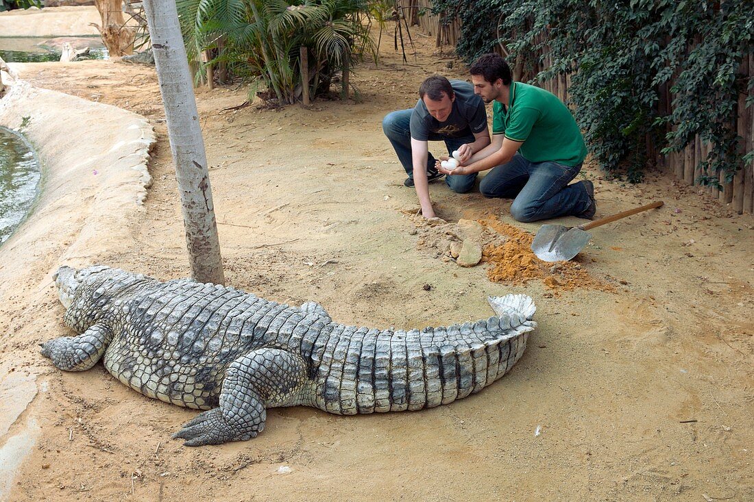 Collecting eggs from a Nile crocodile