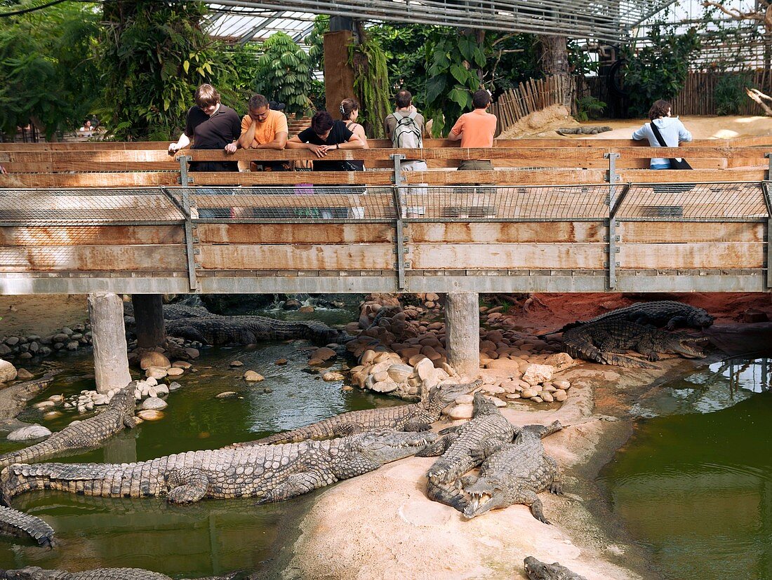 Visitors at a crocodile farm