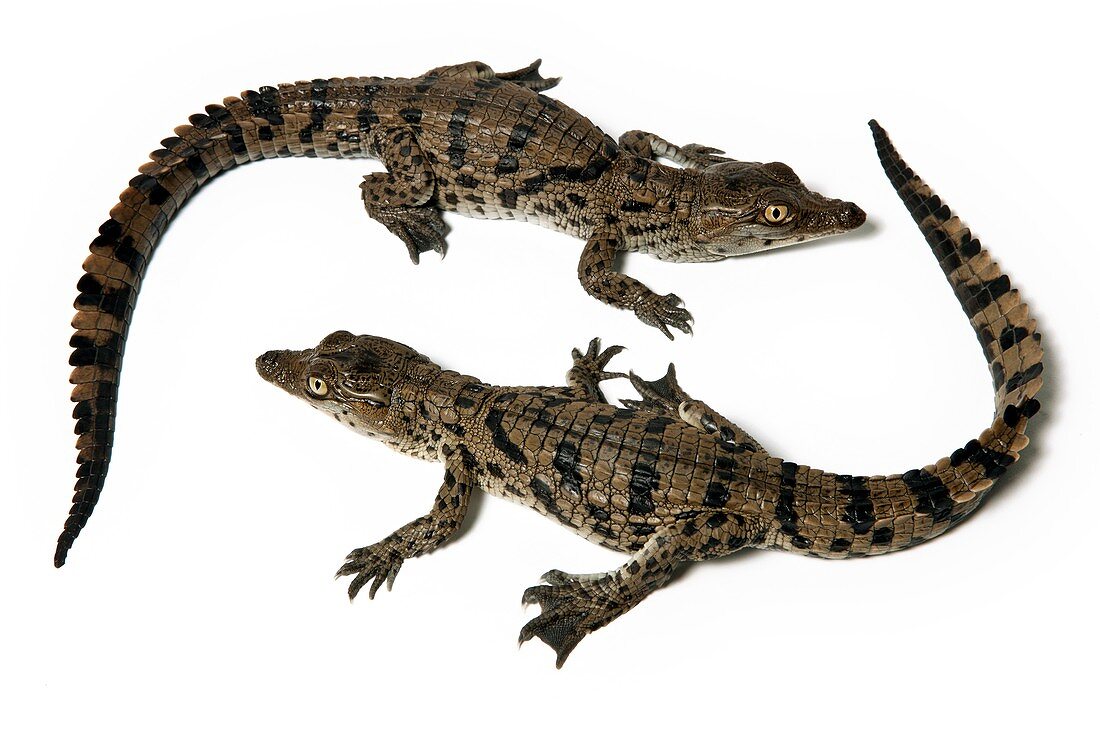 Nile crocodile hatchlings