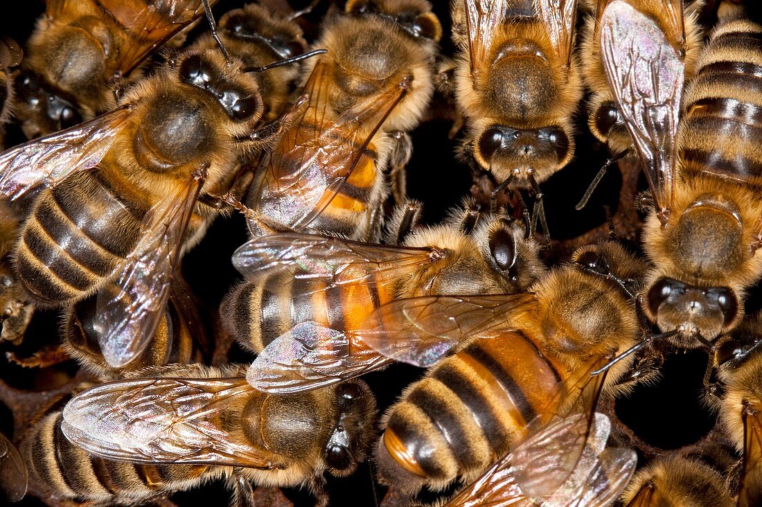 Honey bee hive