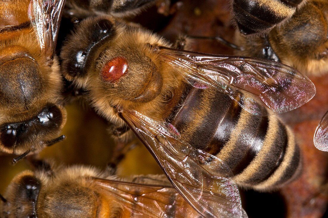 Honey bee with Varroa mite