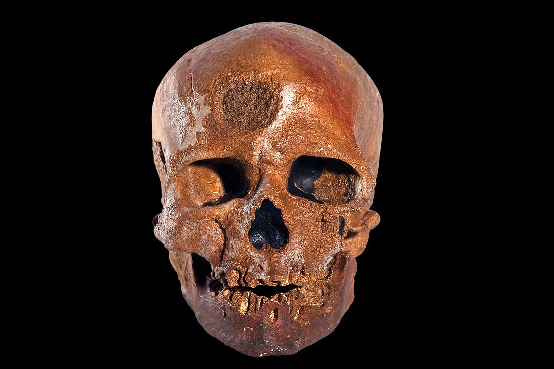 Cro-magnon fossil skull