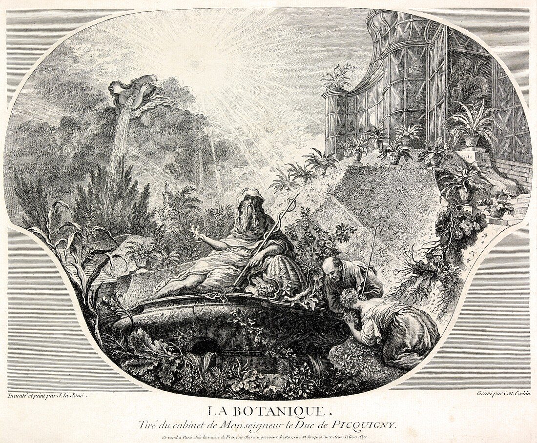 Botany allegory,18th-century artwork