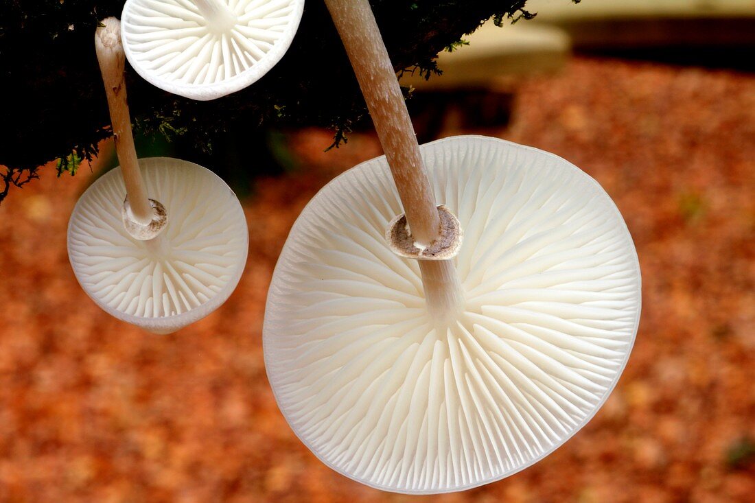 Gills of porcelain mushrooms