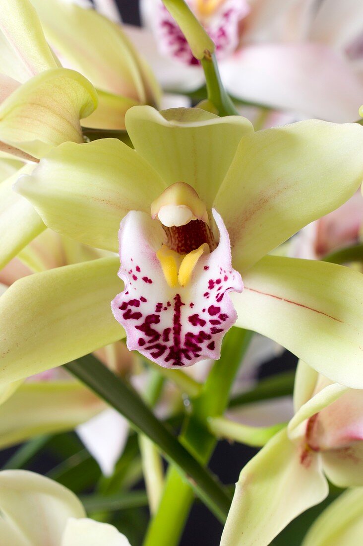 Flower of a Cymbidium orchid