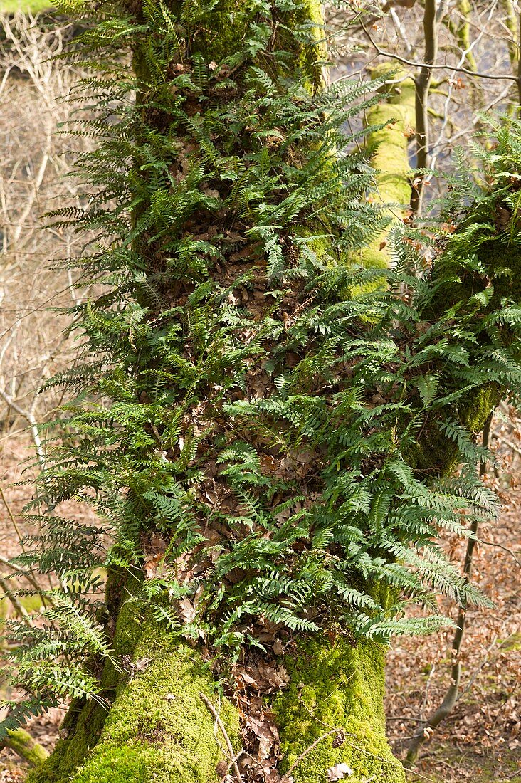 Epiphytic growth on Quercus petraea