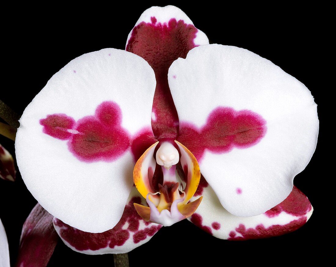 Orchid (Phalaenopsis 'Polka dots')