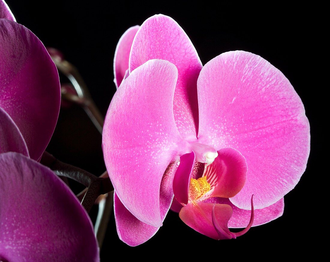 Orchid (Phalaenopsis 'Valentine')