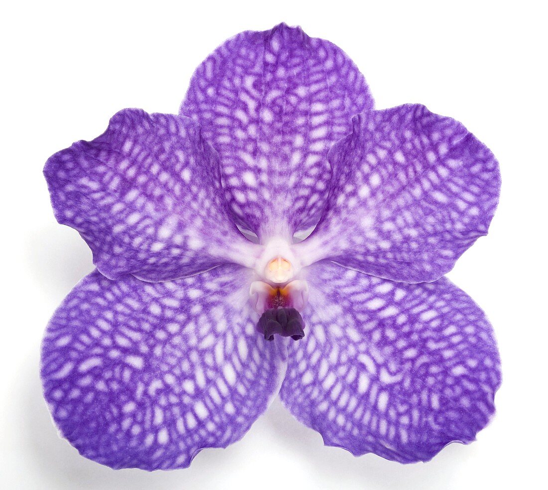 Orchid (Vanda sp.) flower