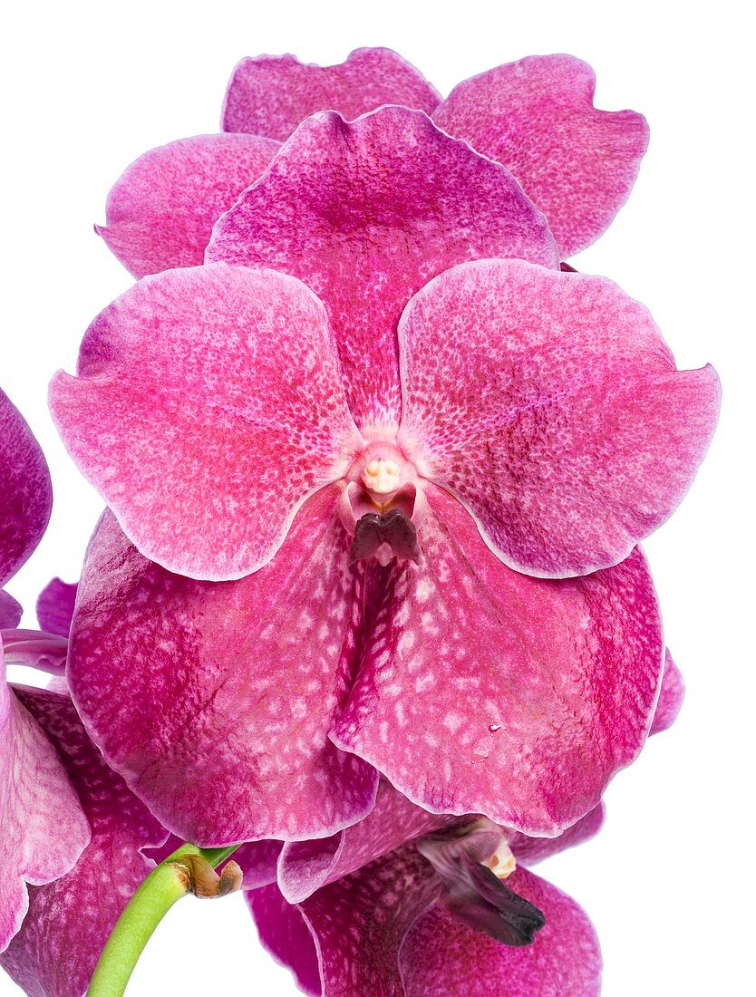 Orchid (Vanda sp.) flowers